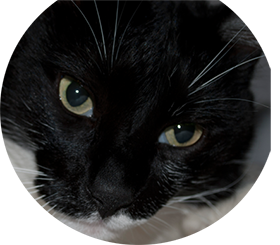 diagnosticimagingvet.com